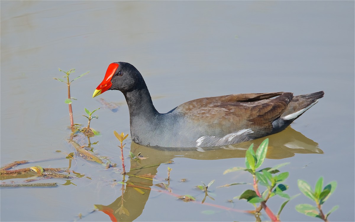 Common Gallinule - Harlan Stewart