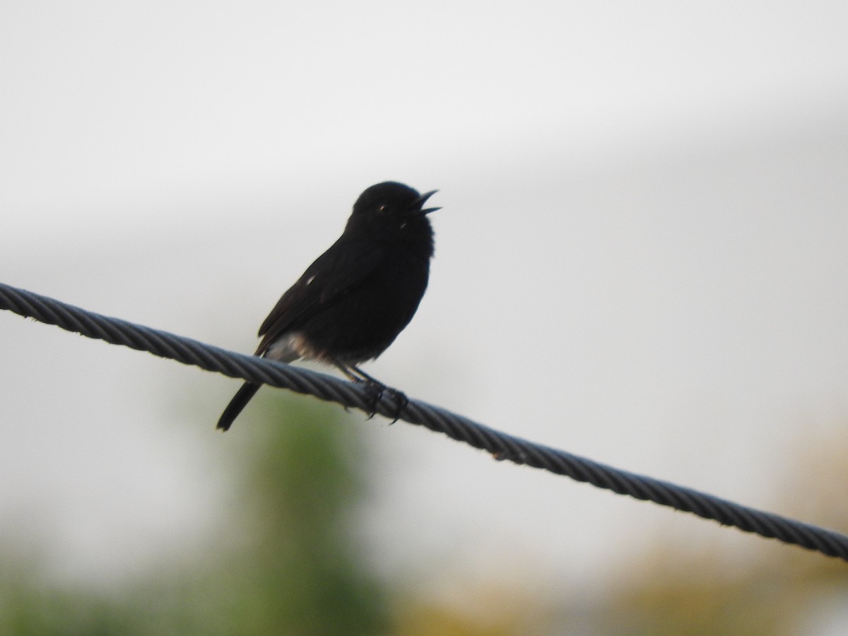 Pied Bushchat - Amara Bharathy