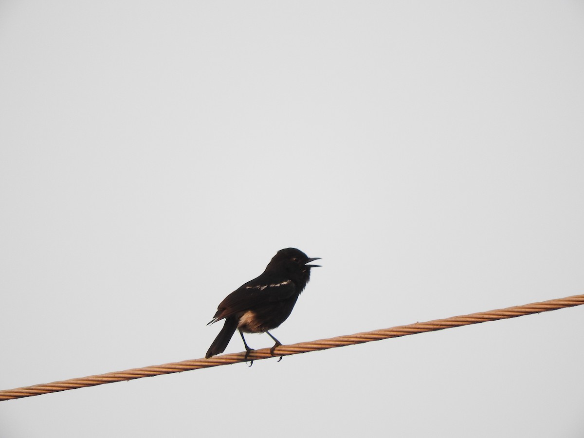 Pied Bushchat - ML145966401