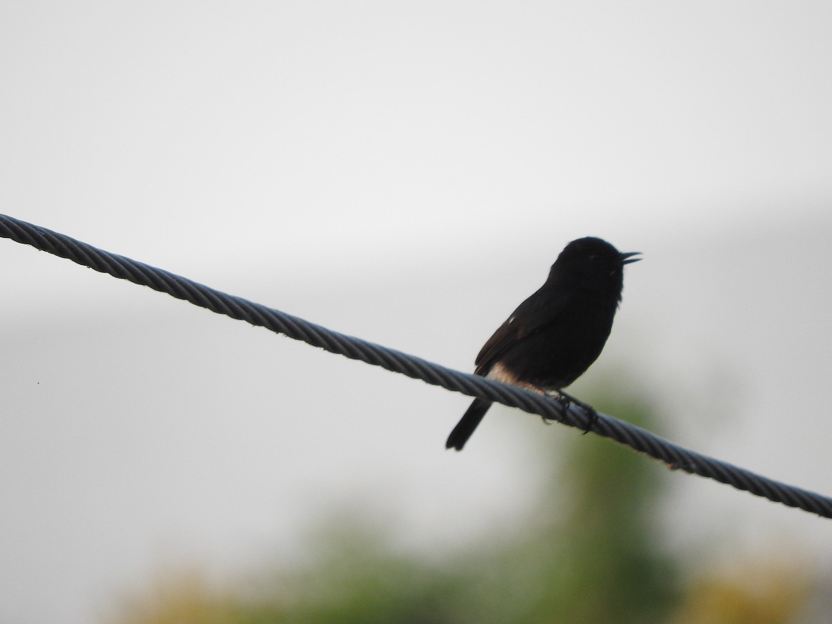 Pied Bushchat - ML145966411