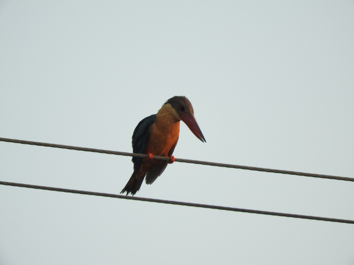 Stork-billed Kingfisher - ML145966491