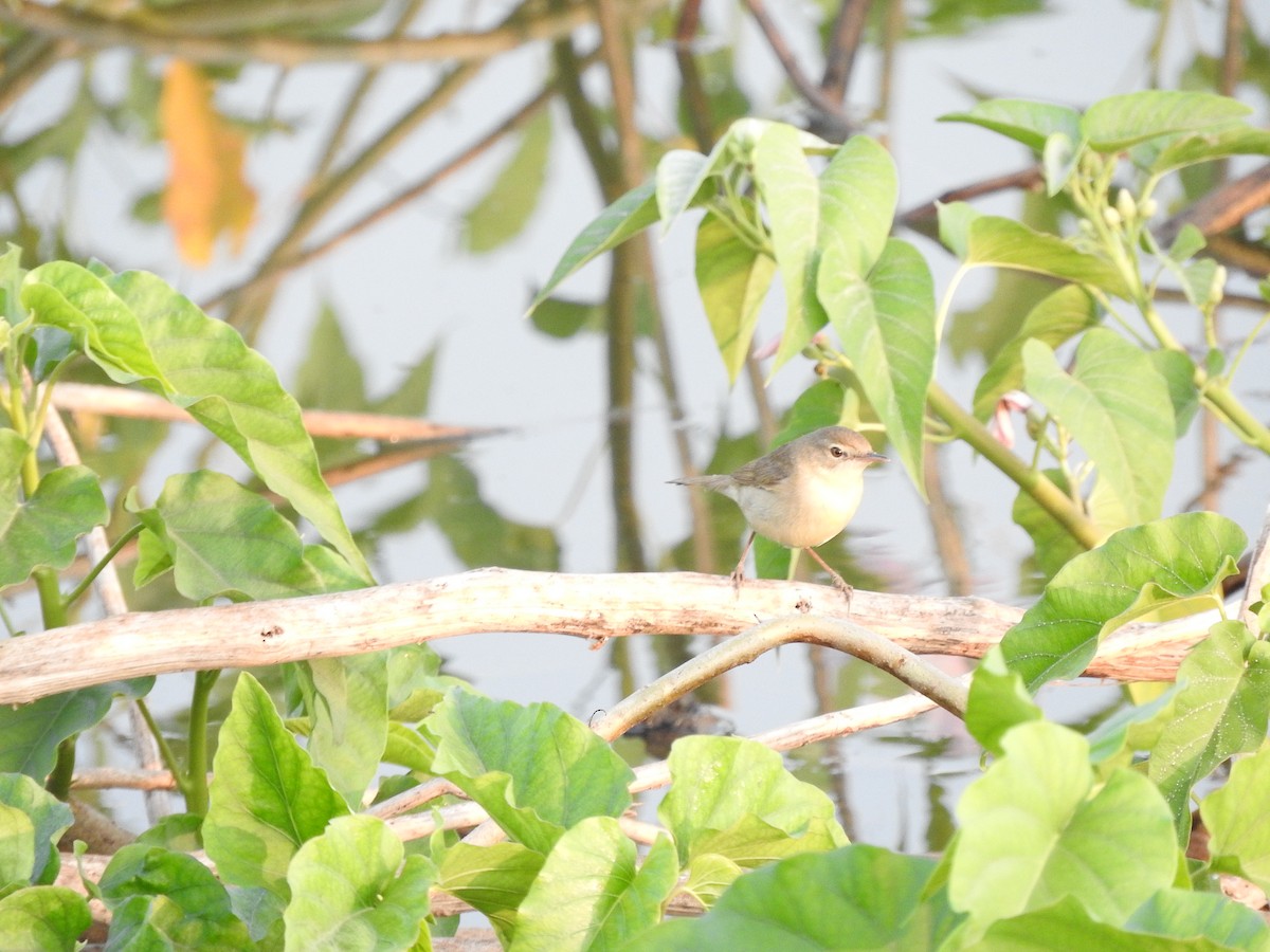 Blyth's Reed Warbler - ML145966641