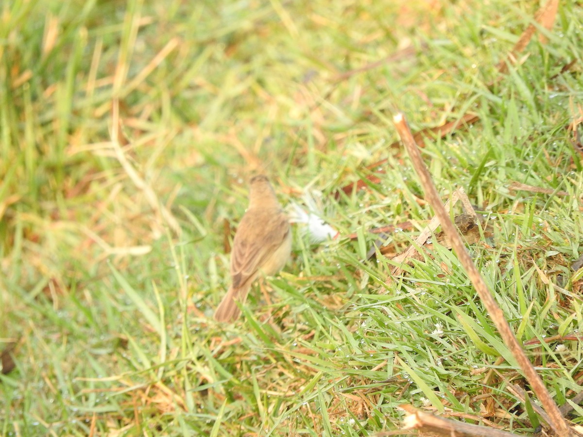 Blyth's Reed Warbler - ML145966661