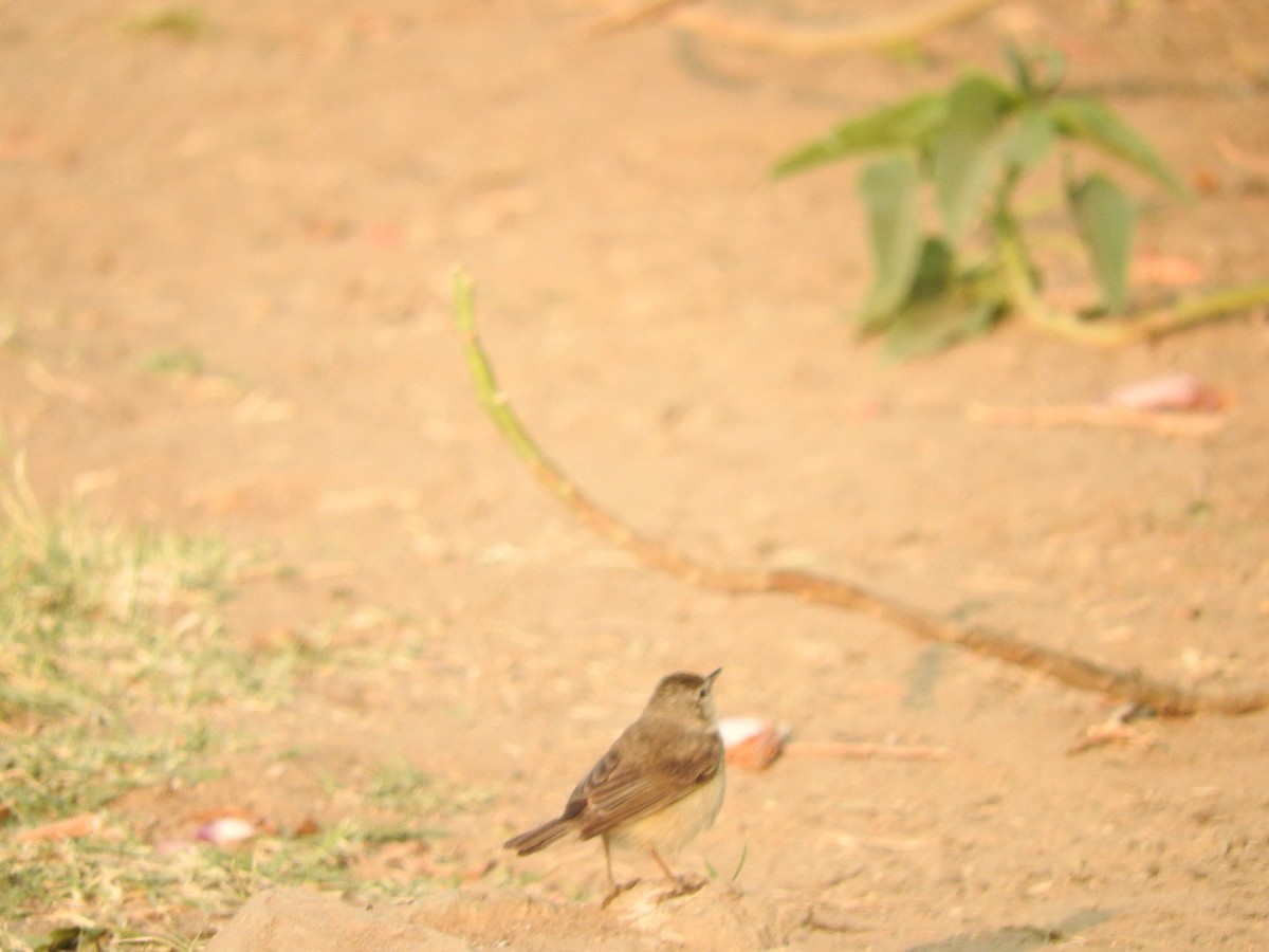 Blyth's Reed Warbler - Amara Bharathy