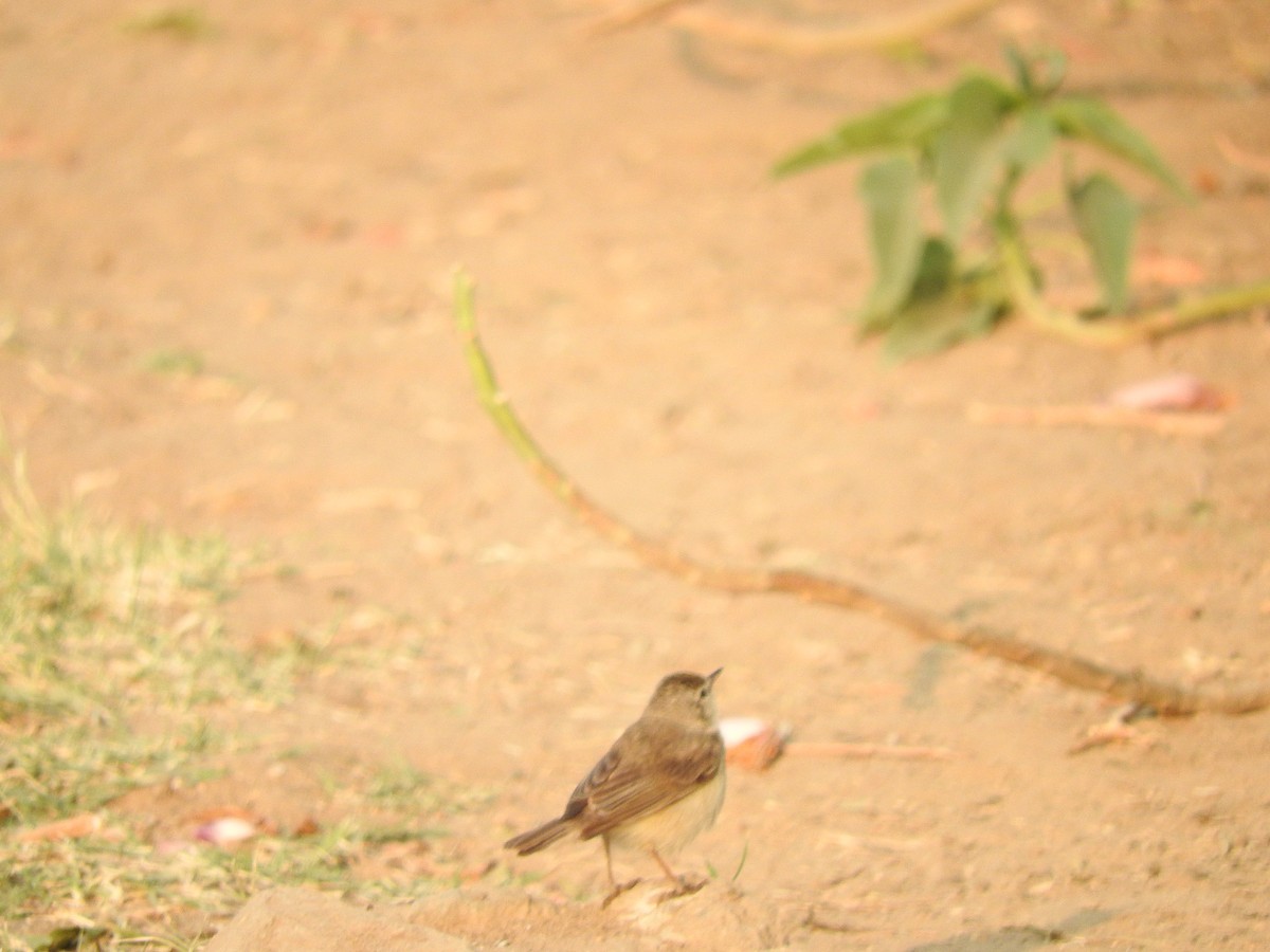 Blyth's Reed Warbler - ML145966671