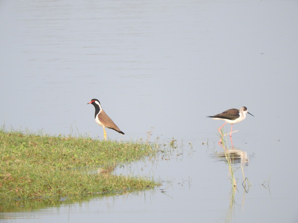 Red-wattled Lapwing - Amara Bharathy