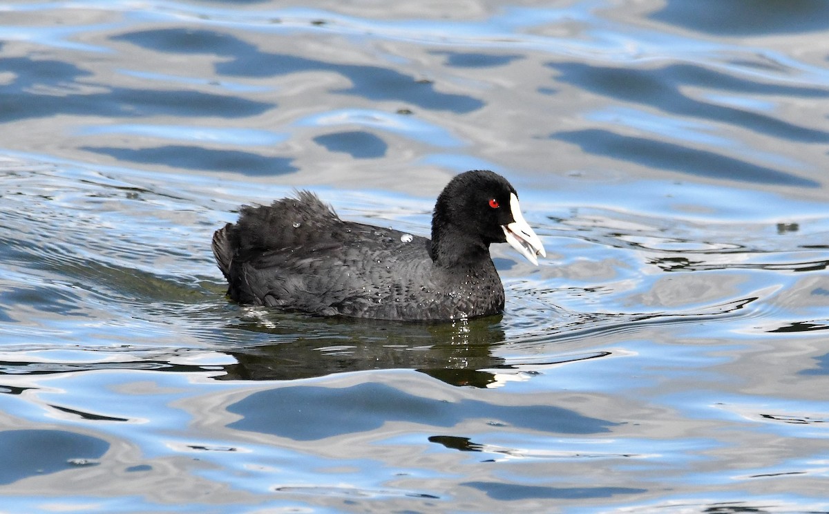 Eurasian Coot - Betty Ray