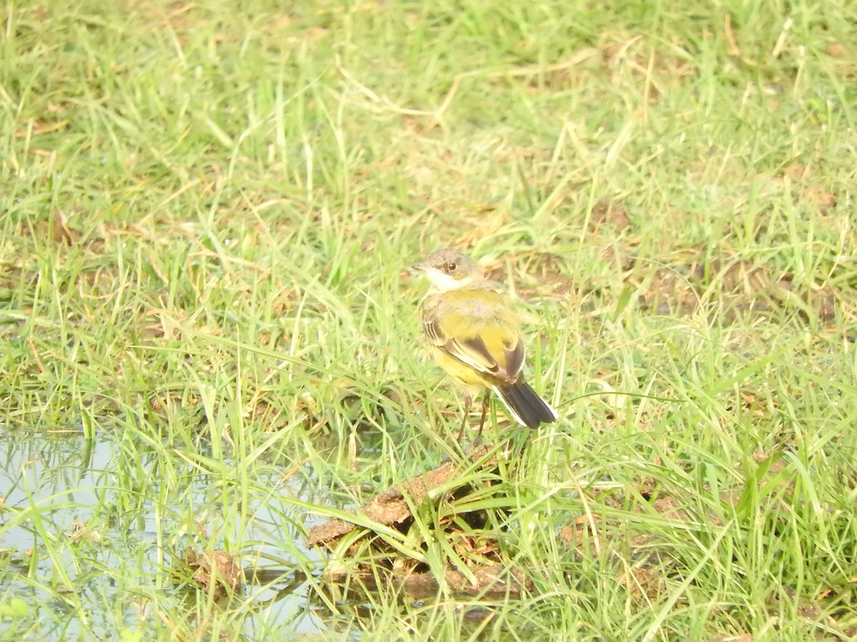 Western Yellow Wagtail - ML145967041