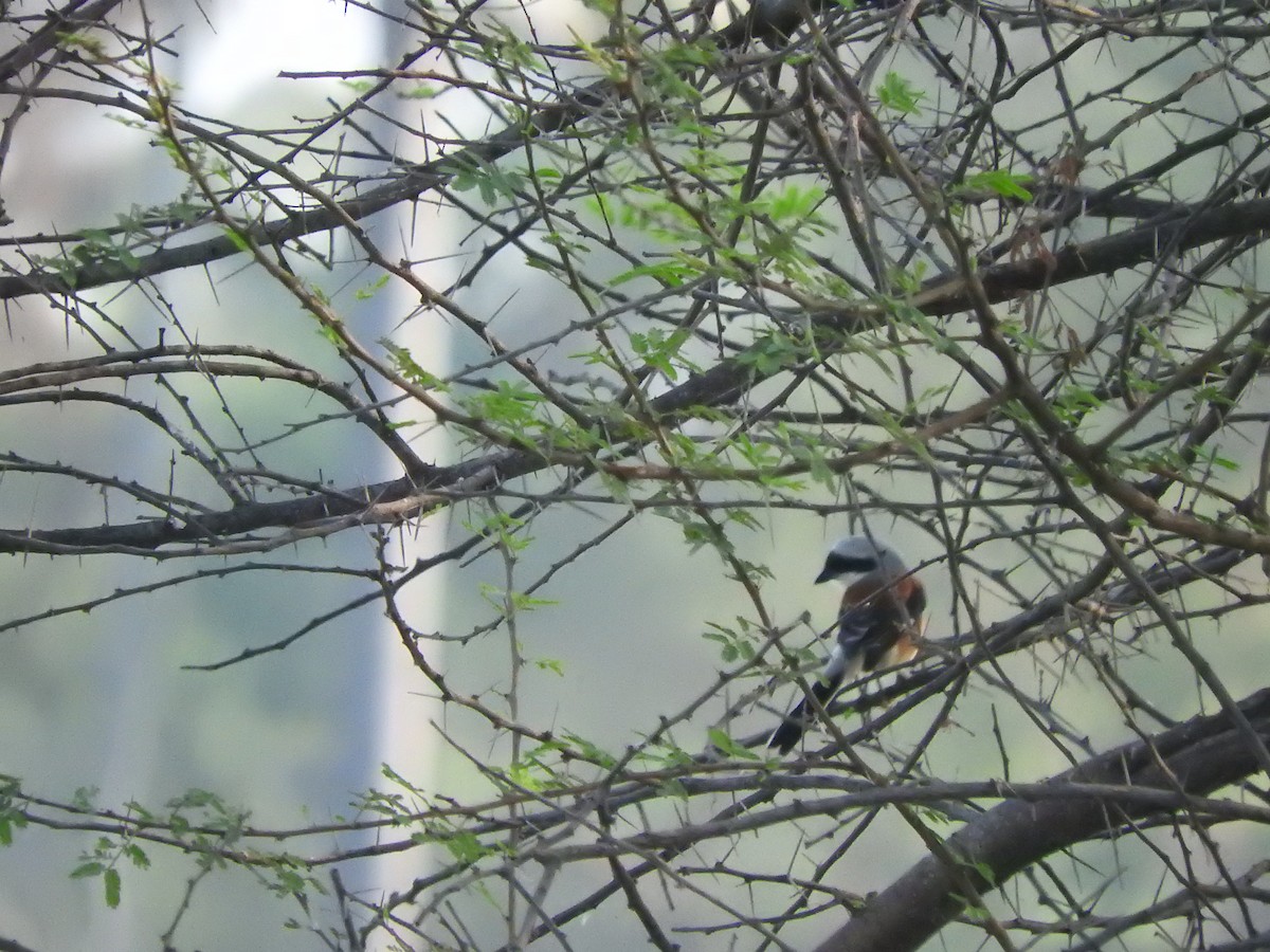 Bay-backed Shrike - ML145967261