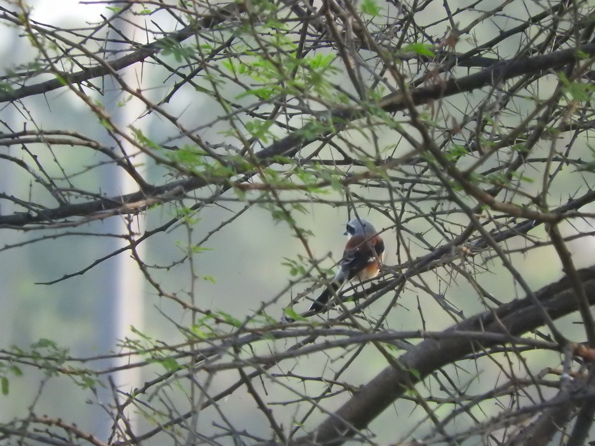 Bay-backed Shrike - ML145967281