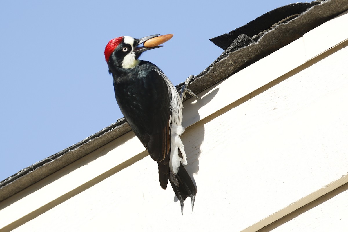 Acorn Woodpecker - ML145968731