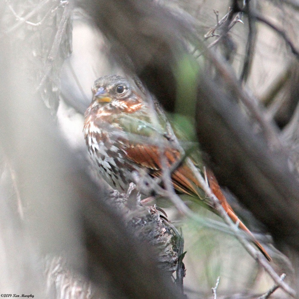 Fox Sparrow (Red) - ML145969981