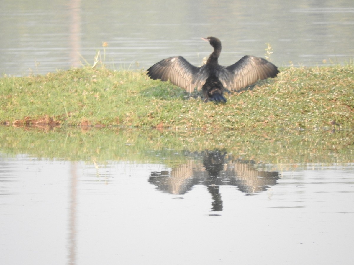 Little Cormorant - ML145971311