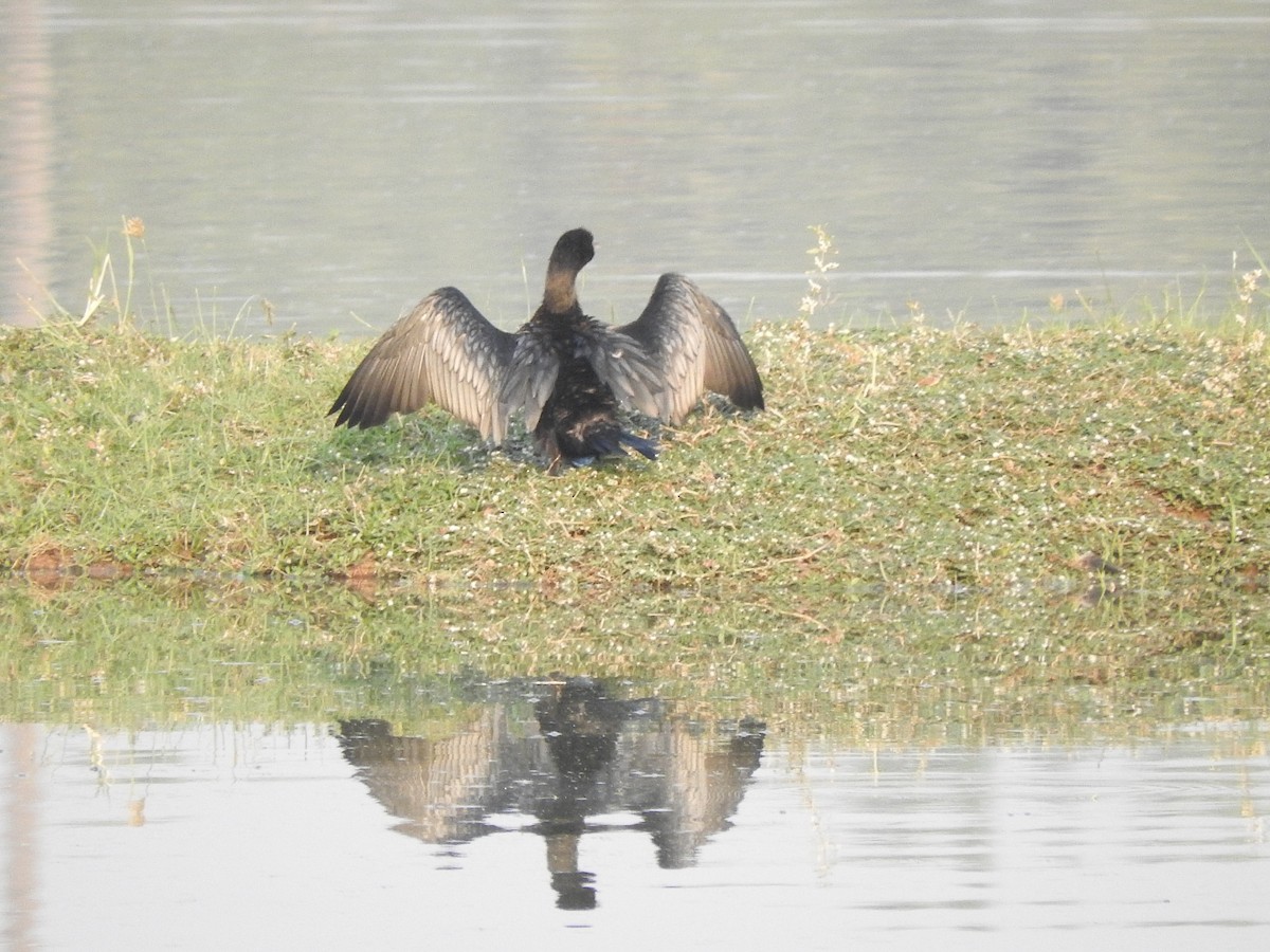 Little Cormorant - ML145971331