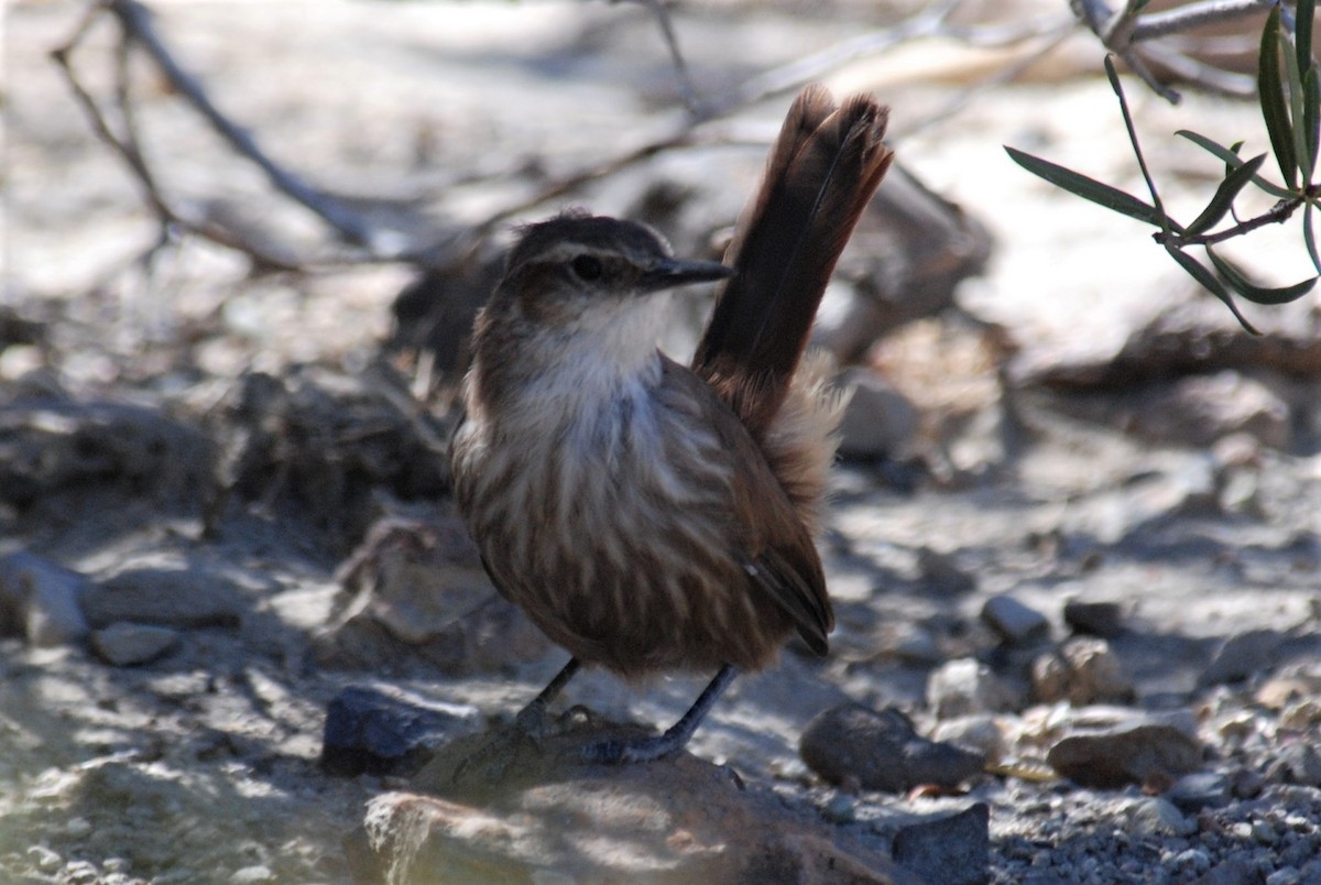 Band-tailed Earthcreeper - ML145971731