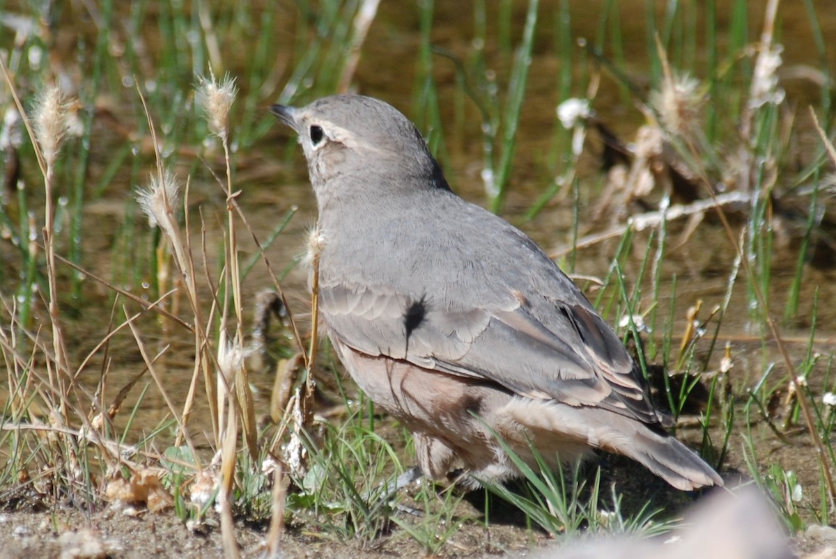 Géositte à ailes rousses - ML145972141