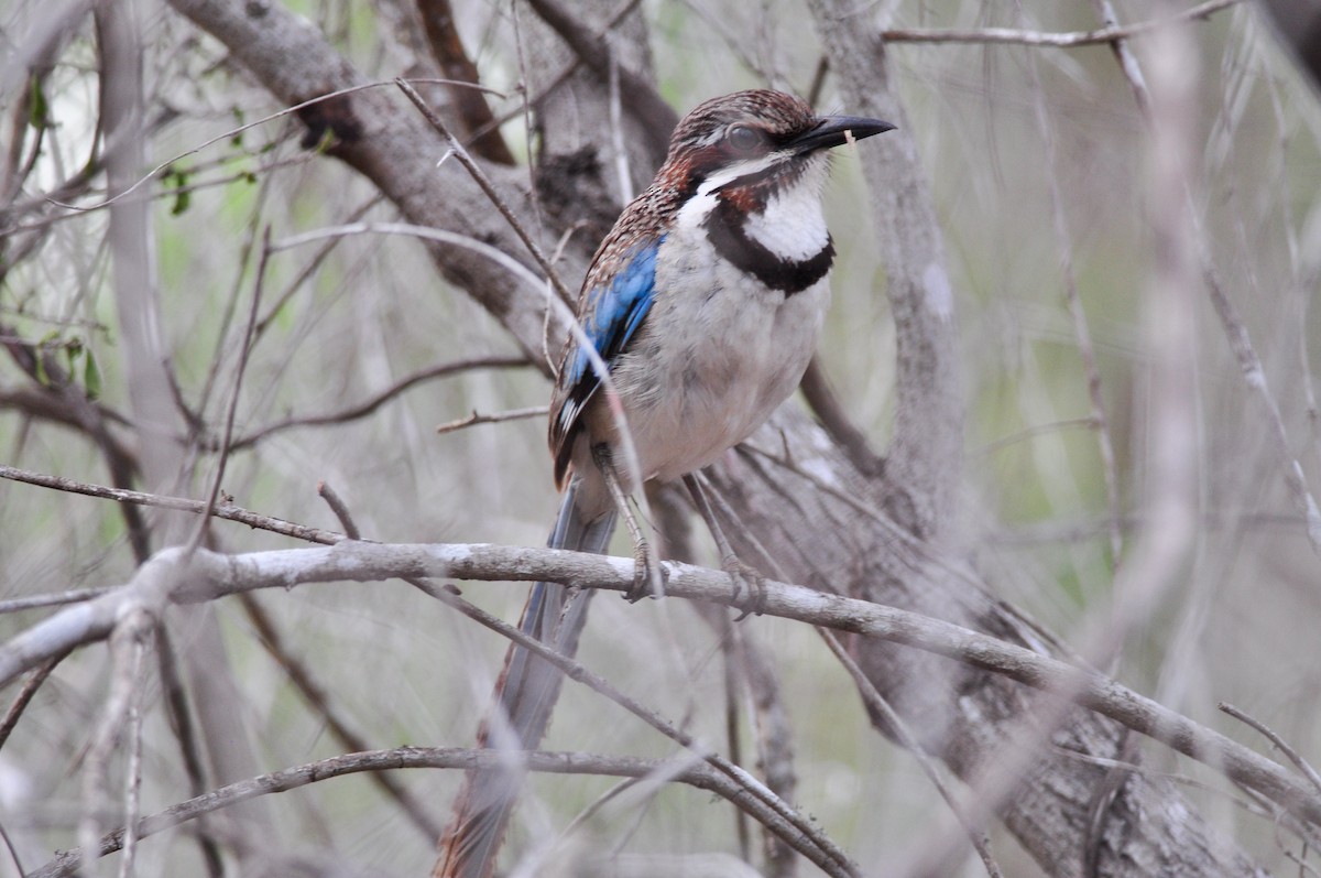 Long-tailed Ground-Roller - Nige Hartley