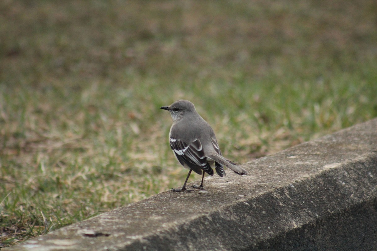 Northern Mockingbird - ML145974261