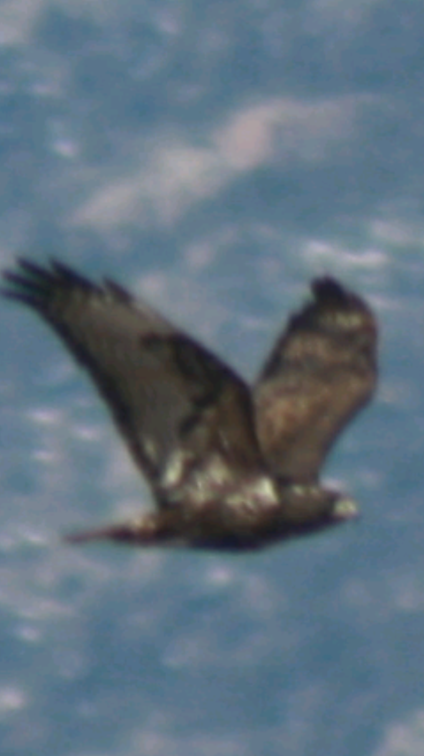 Red-tailed Hawk (Harlan's) - ML145976101