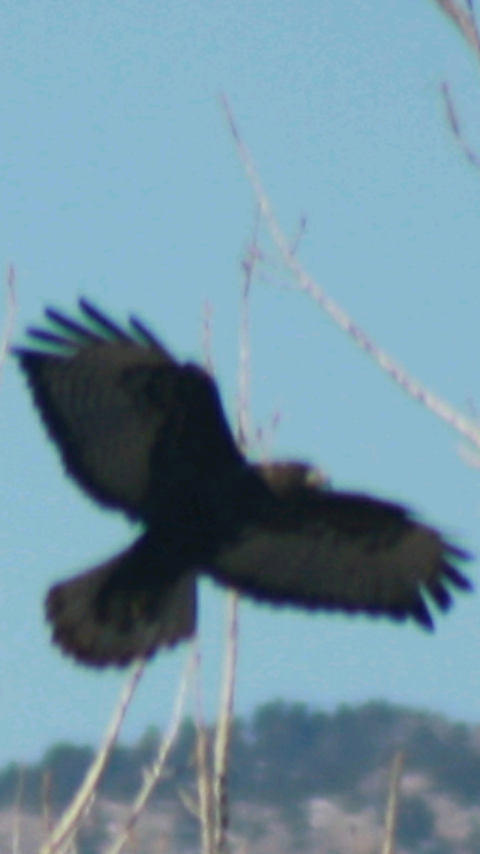 Red-tailed Hawk (Harlan's) - ML145976111