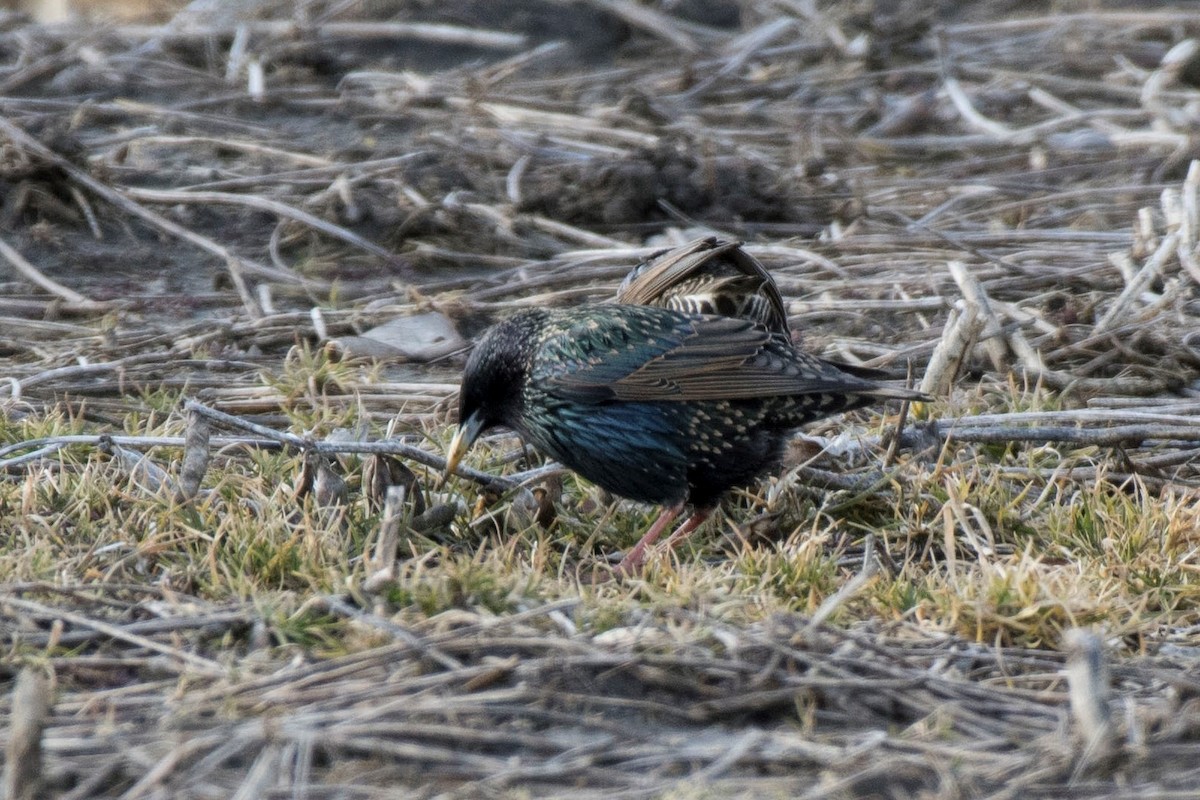 European Starling - ML145976661