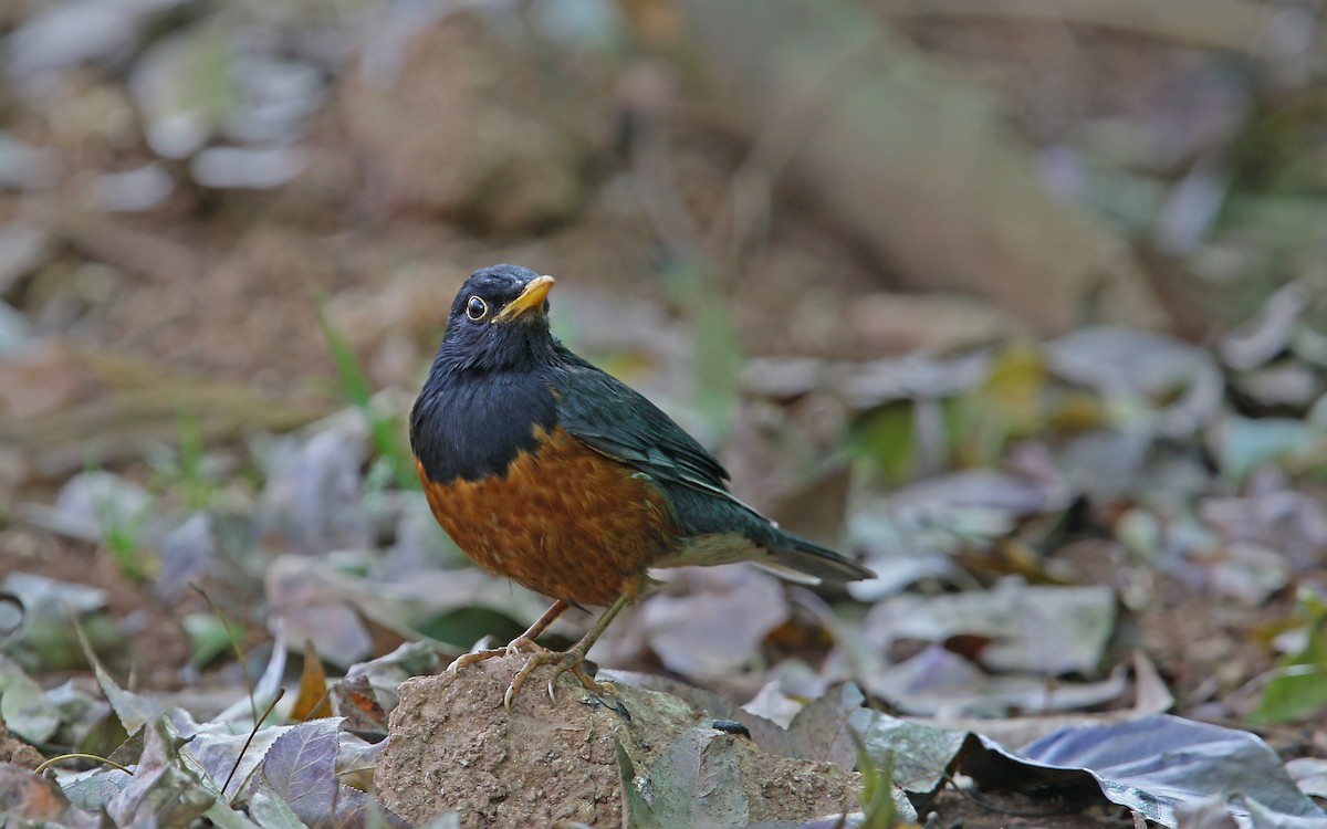 Black-breasted Thrush - ML145977041