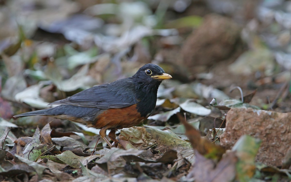 Black-breasted Thrush - ML145977071