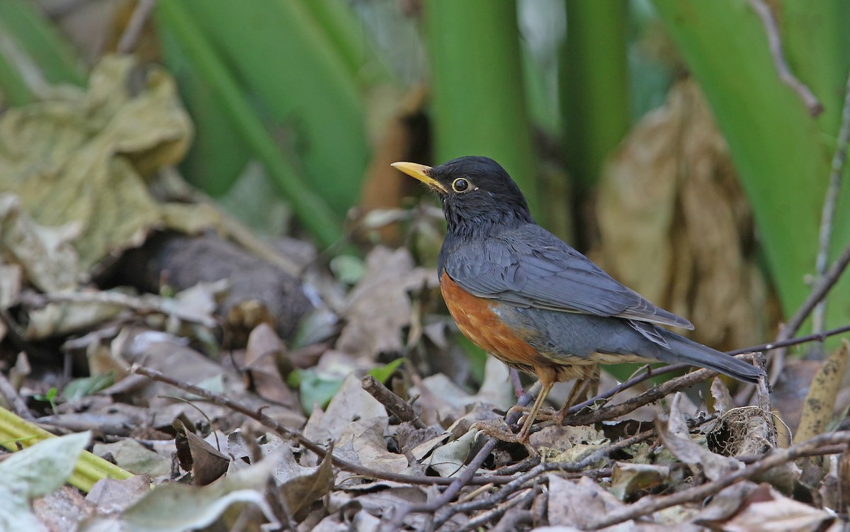 Black-breasted Thrush - ML145977081