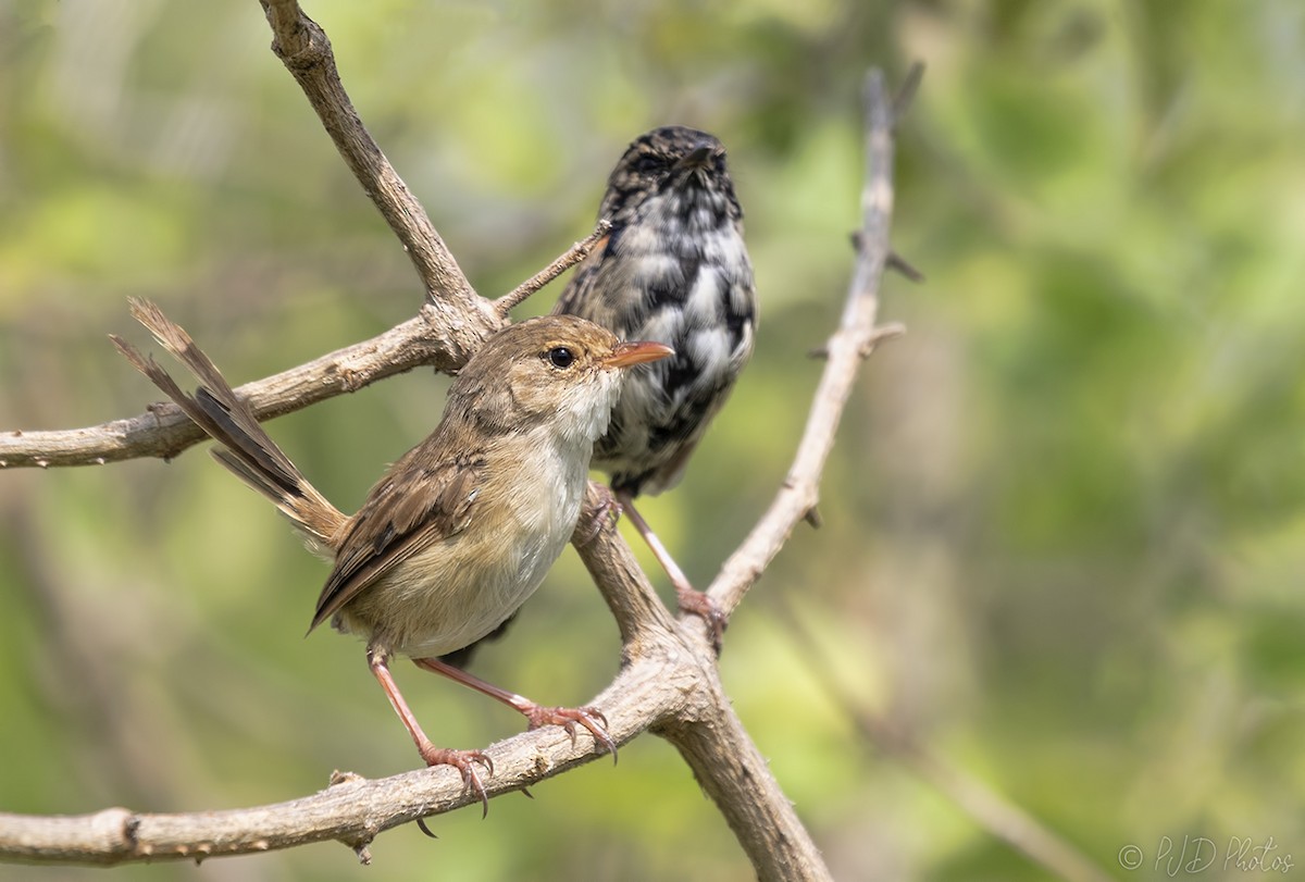 Red-backed Fairywren - Jill Duncan &  Ken Bissett