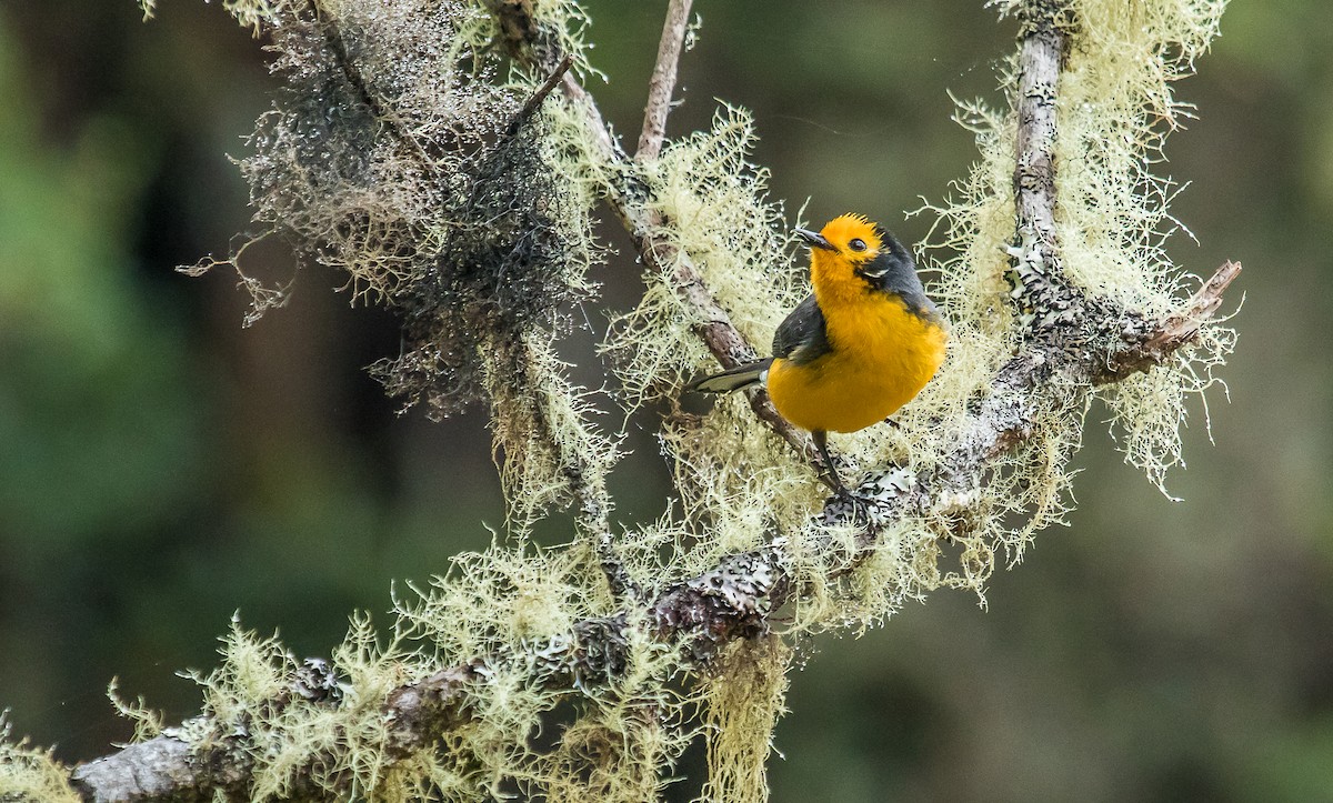 Golden-fronted Redstart (Golden-fronted) - ML145978471