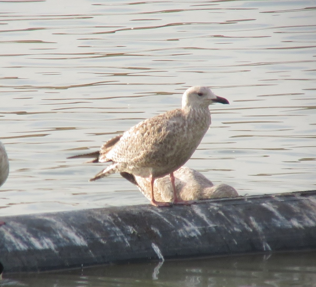 Herring Gull (Vega) - ML145979061