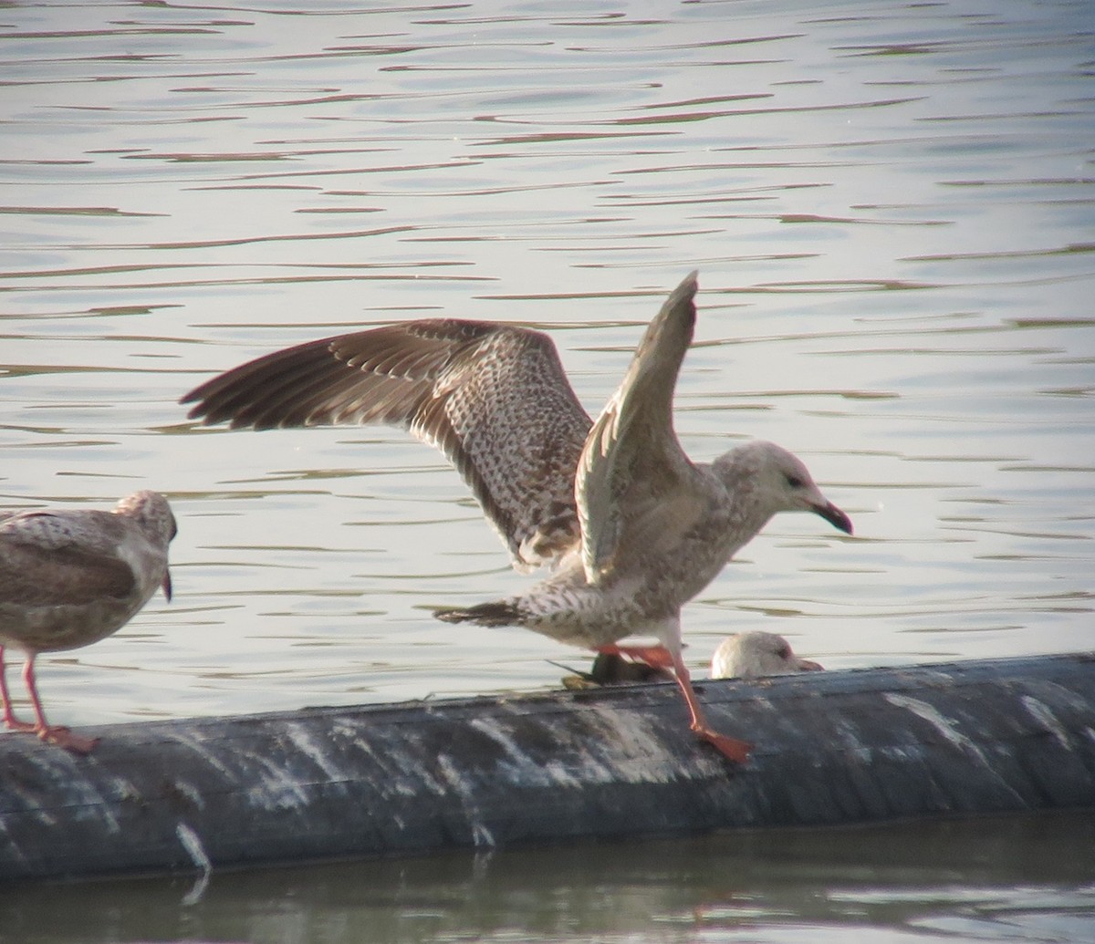 Herring Gull (Vega) - ML145979081