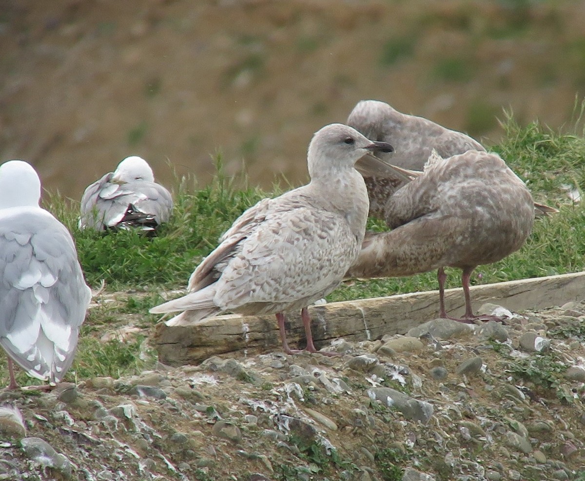 Iceland Gull (kumlieni) - ML145979221