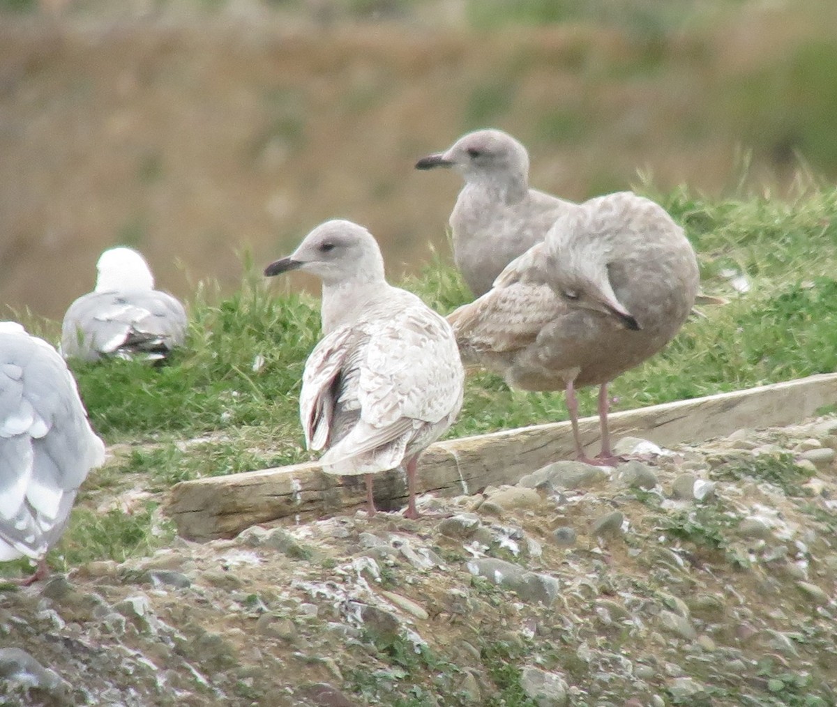 Iceland Gull (kumlieni) - ML145979231