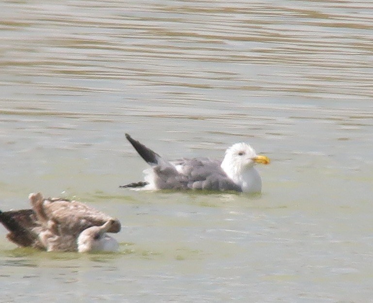 Western x Glaucous-winged Gull (hybrid) - ML145979321