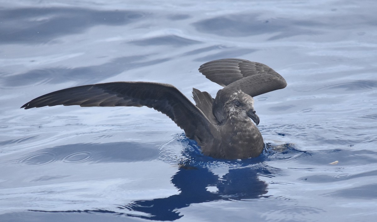 Petrel Carigrís - ML145979621