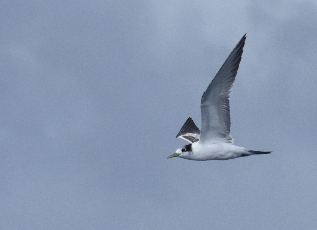 Great Crested Tern - Jason Vassallo