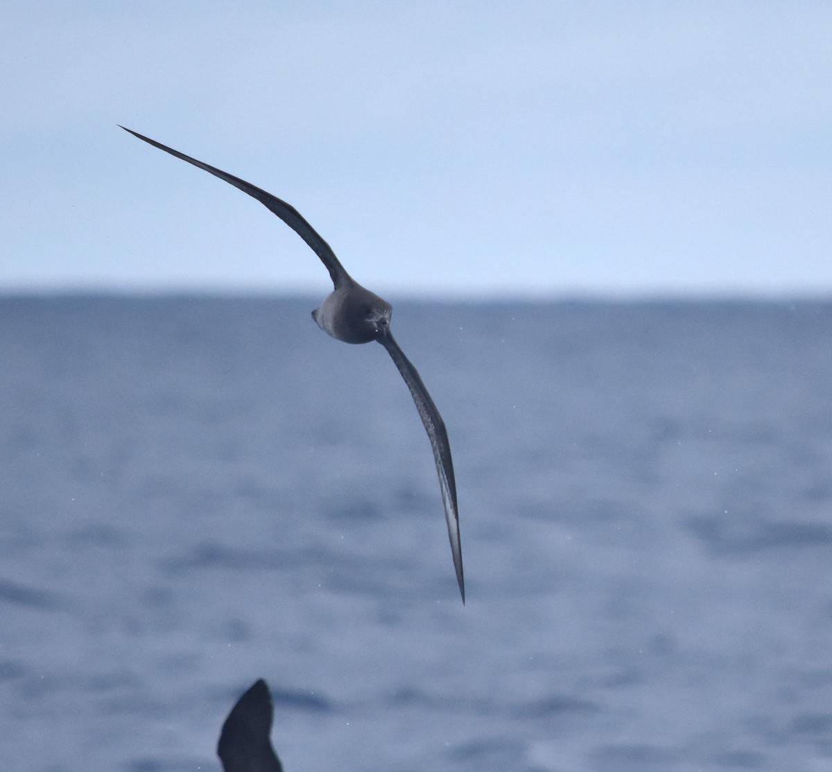 Providence Petrel - Jason Vassallo