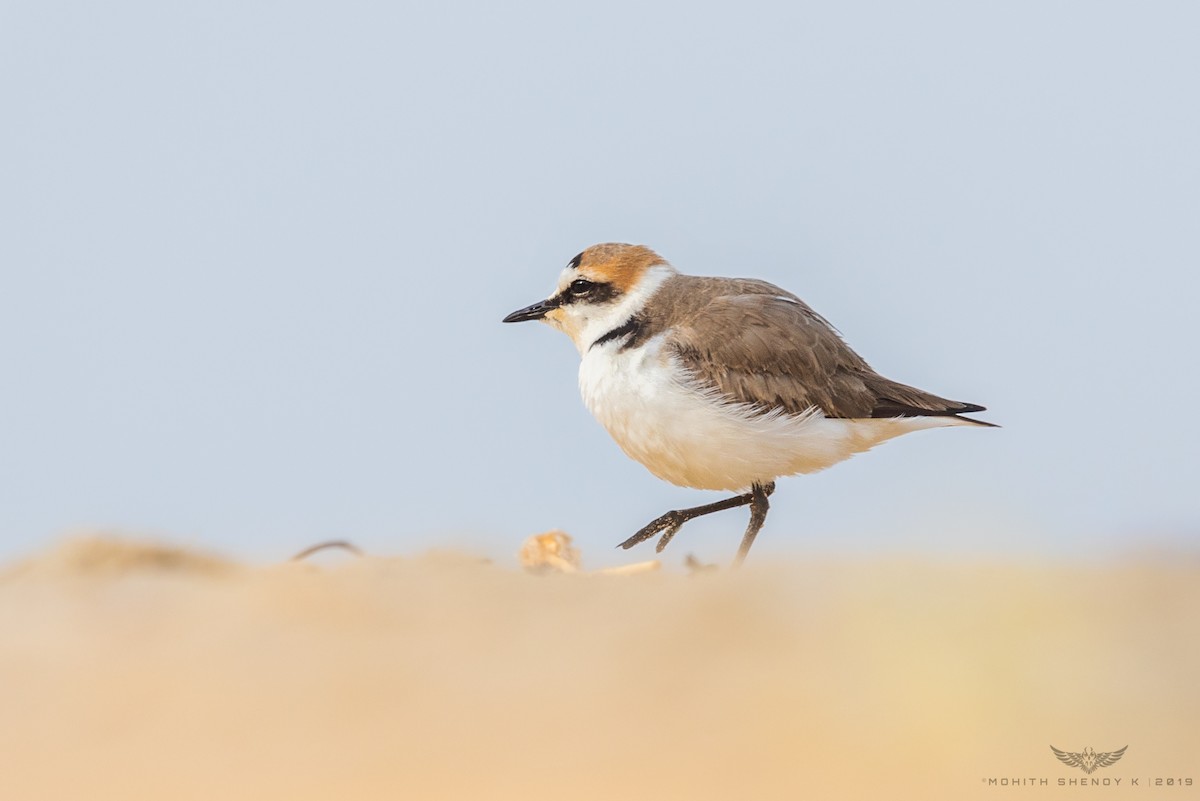 Kentish Plover - Mohith Shenoy