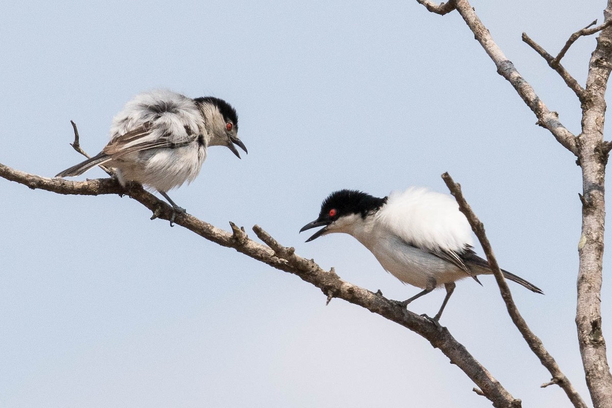 Black-backed Puffback - ML145980131