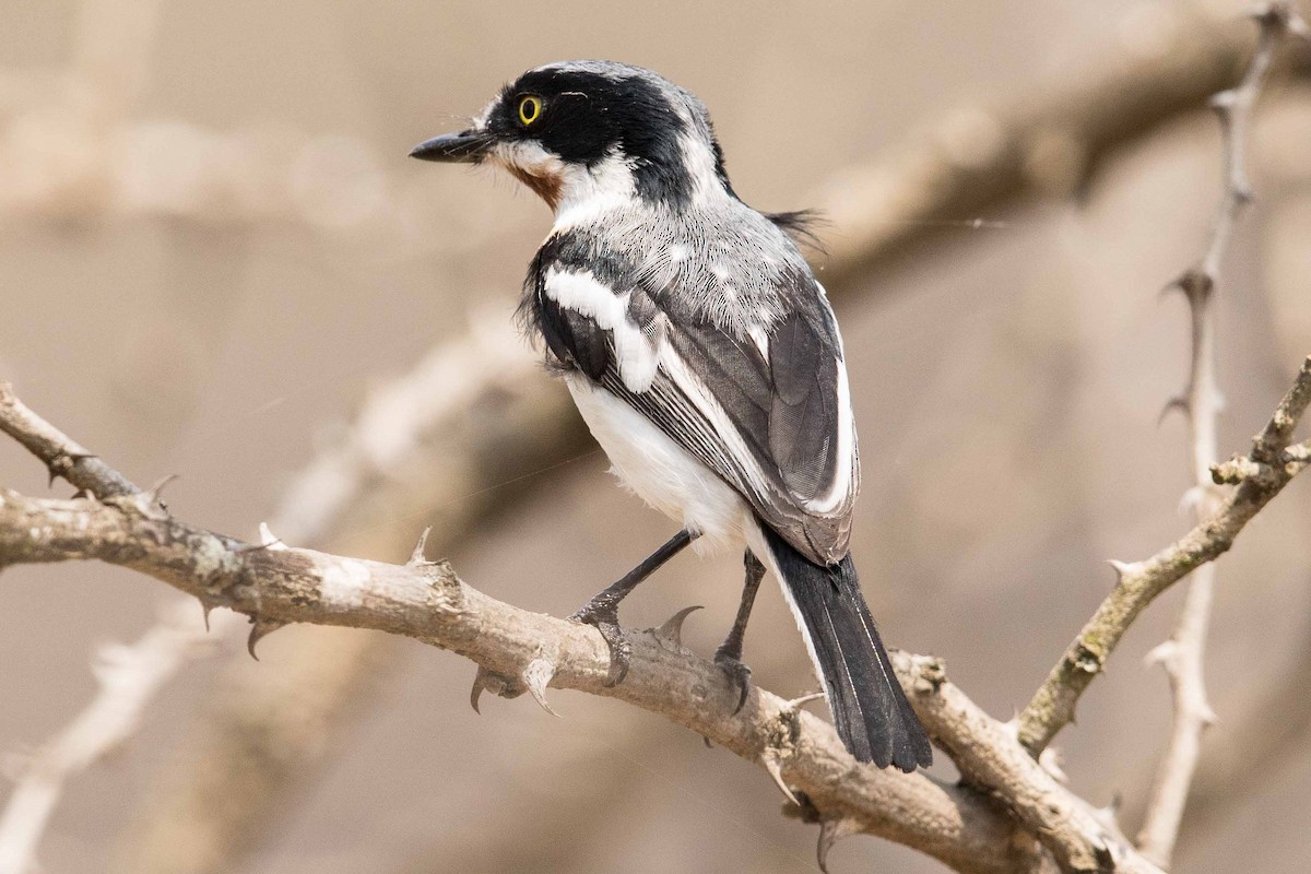 Chinspot Batis - ML145980241