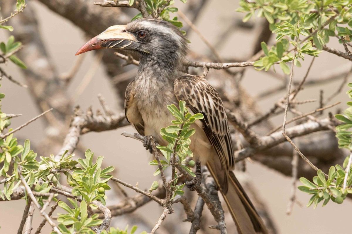 African Gray Hornbill - ML145980621