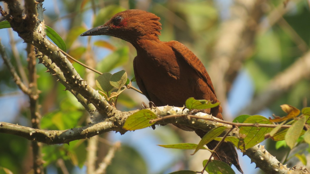Rufous Woodpecker - ML145980681