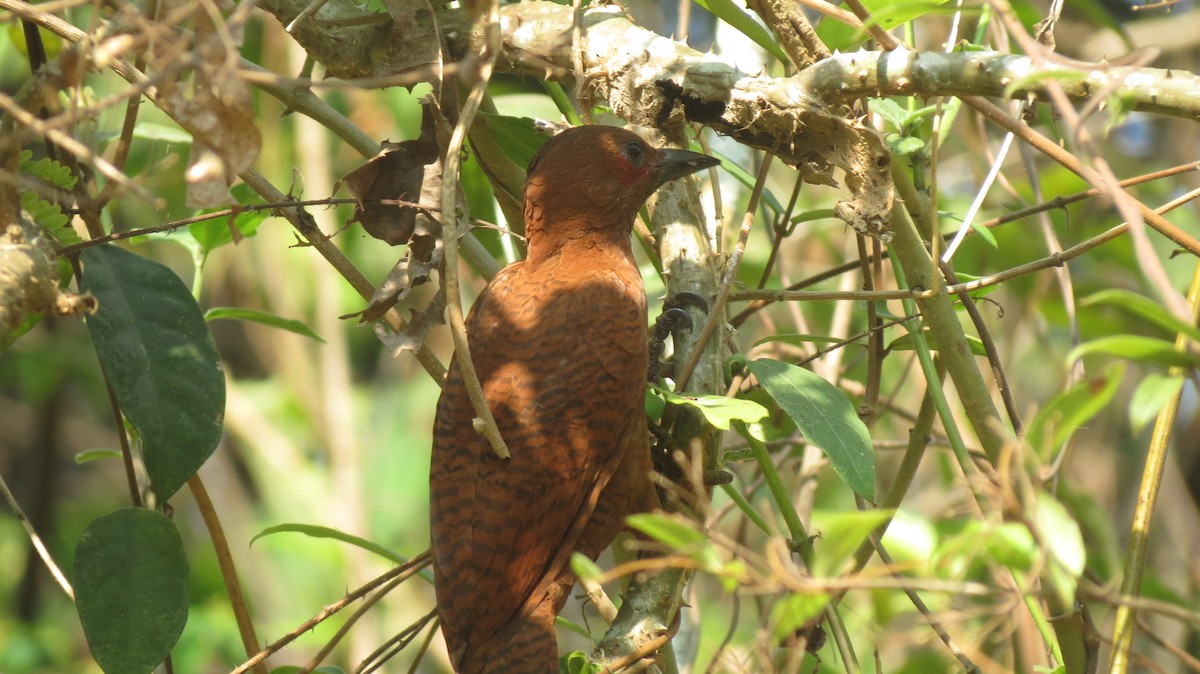 Rufous Woodpecker - ML145980691