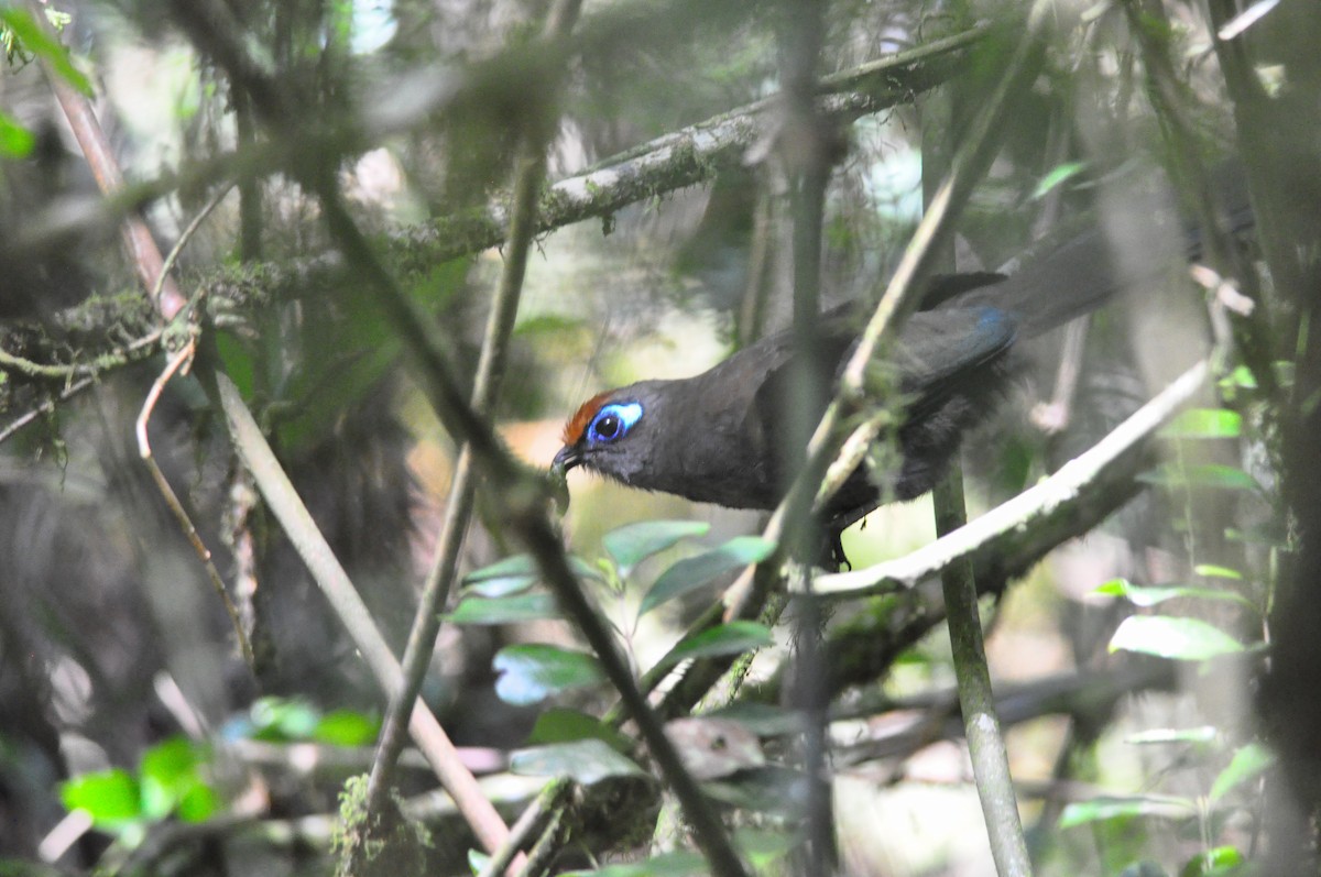 Red-fronted Coua - ML145981861