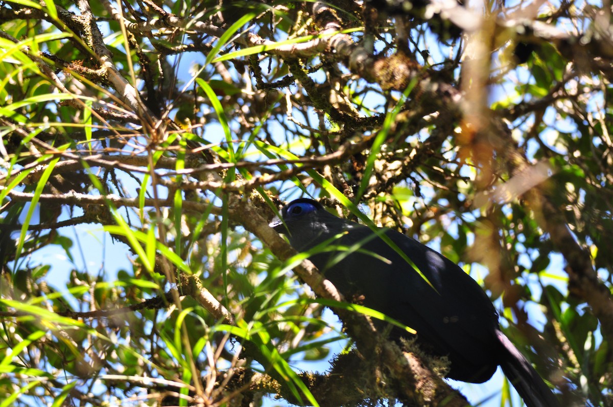 Blue Coua - ML145981901