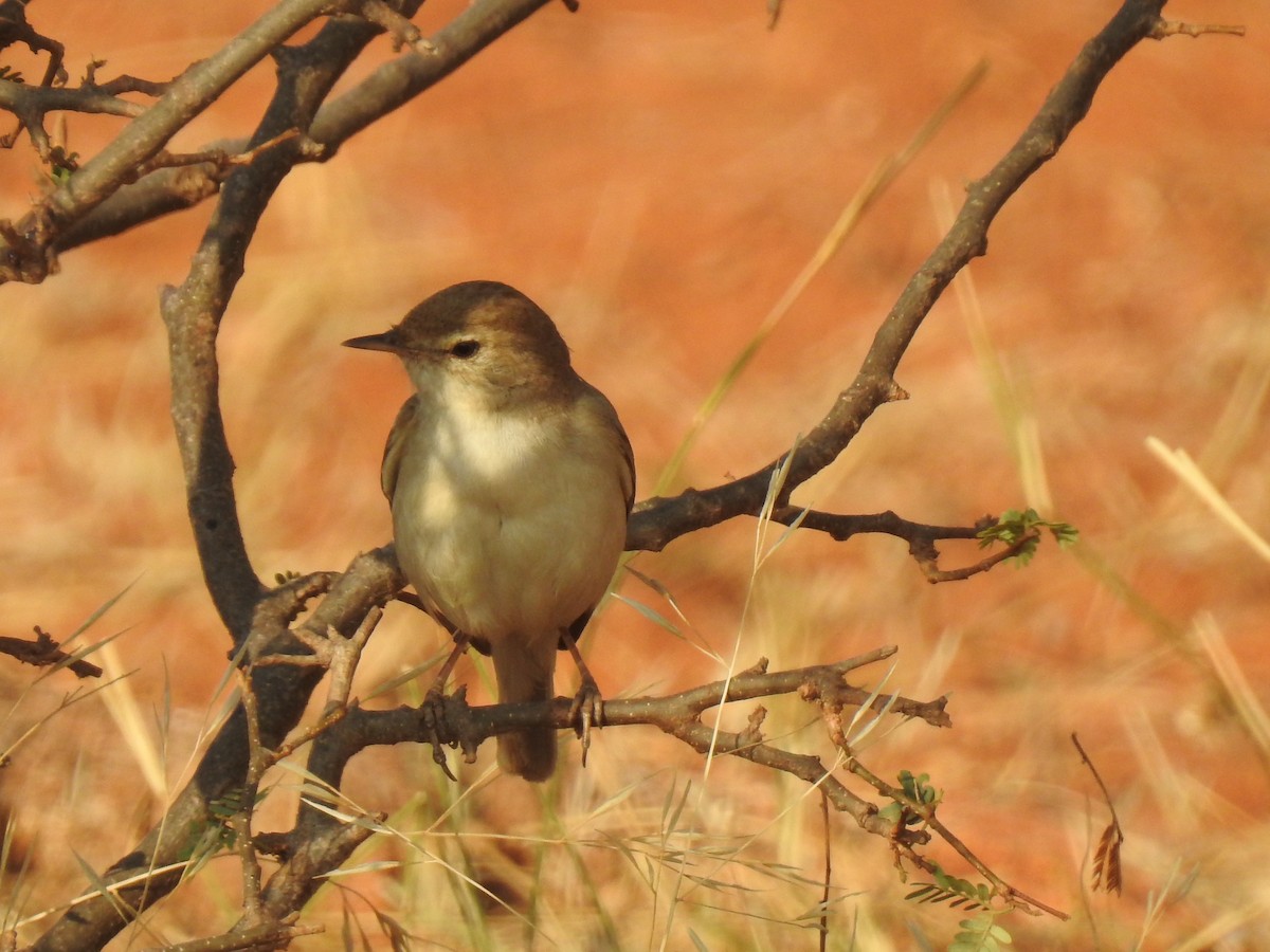 Booted Warbler - ML145983891