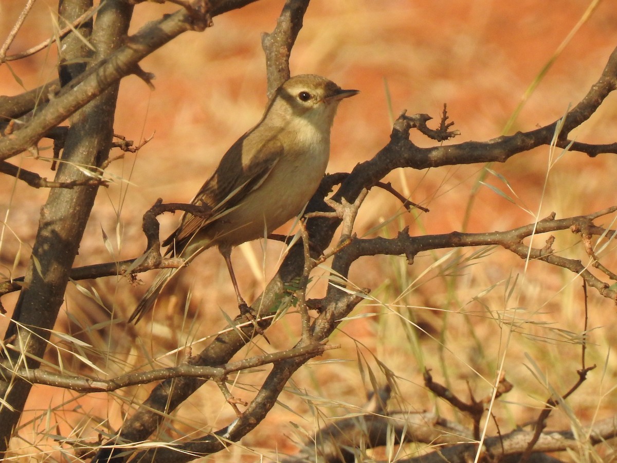 Booted Warbler - ML145983911