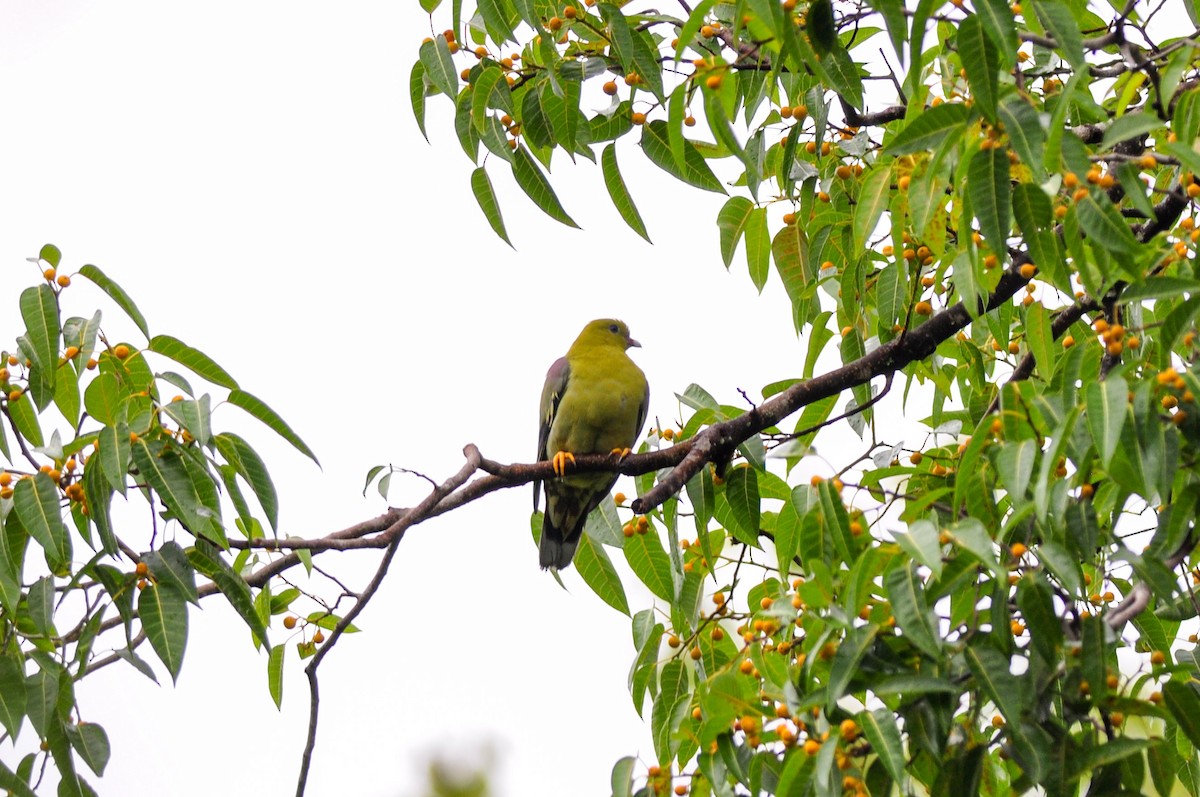 Madagascar Green-Pigeon - ML145984681