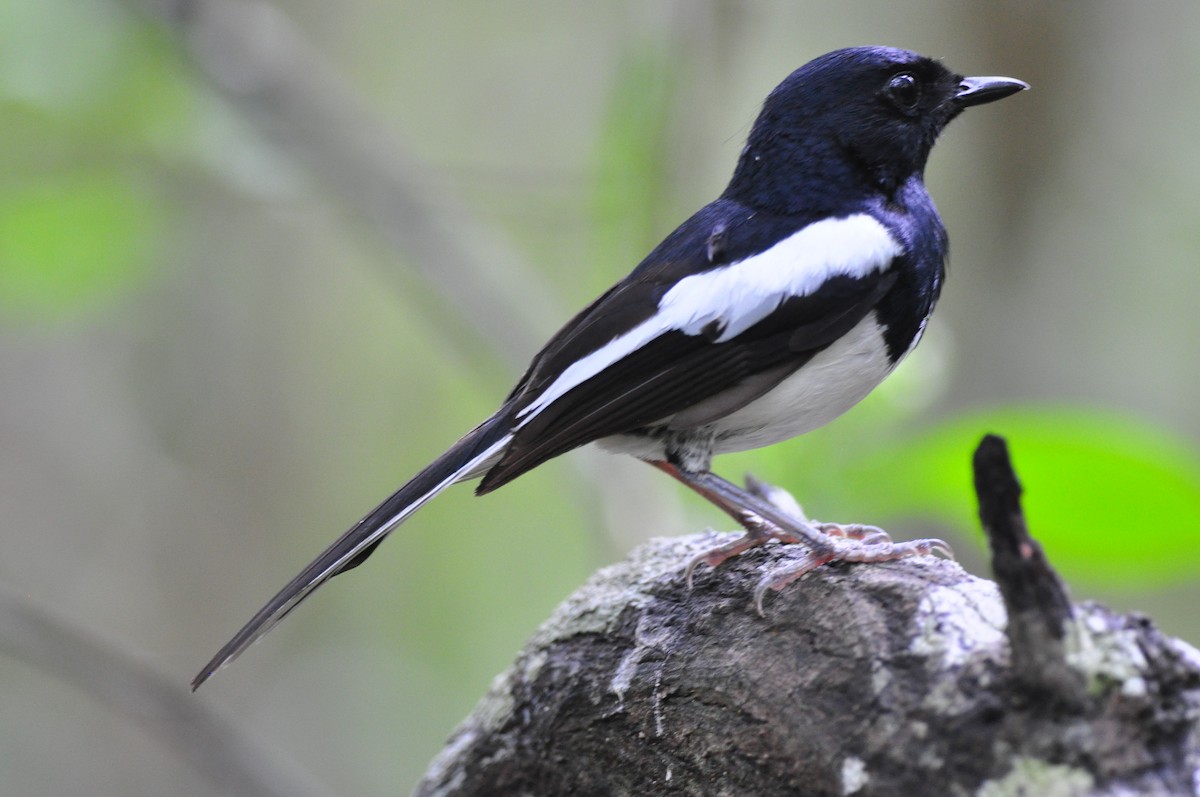 Madagascar Magpie-Robin - ML145984711